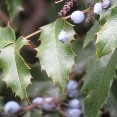 Berberis aquifolium at Uriarra Village, ACT - 19 Feb 2021 09:17 AM