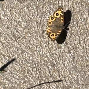 Junonia villida at Gungahlin, ACT - 15 Feb 2021