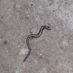 Hemiergis talbingoensis (Eastern Three-toed Earless Skink) at O'Connor, ACT - 17 Feb 2021 by ConBoekel