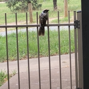 Eudynamys orientalis at Gungahlin, ACT - 19 Feb 2021