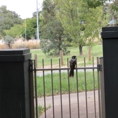 Eudynamys orientalis at Gungahlin, ACT - 19 Feb 2021