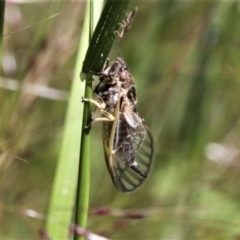 Myopsalta waterhousei (Smoky Buzzer) at Jacka, ACT - 17 Nov 2020 by HarveyPerkins