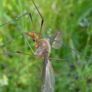 Leptotarsus (Macromastix) costalis at Jacka, ACT - 17 Nov 2020