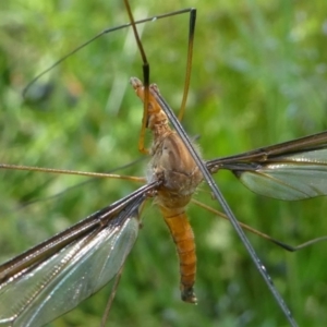 Leptotarsus (Macromastix) costalis at Jacka, ACT - 17 Nov 2020