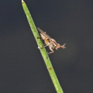 Dichetophora sp. (genus) at Jacka, ACT - 18 Oct 2020