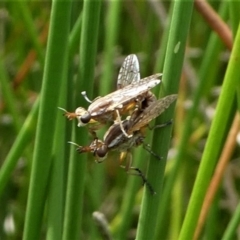 Dichetophora sp. (genus) at Jacka, ACT - 18 Oct 2020