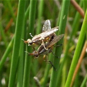 Dichetophora sp. (genus) at Jacka, ACT - 18 Oct 2020