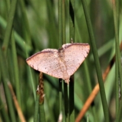 Chrysolarentia mecynata (Mecynata Carpet Moth) at Jacka, ACT - 18 Oct 2020 by HarveyPerkins