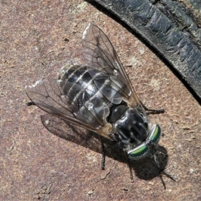 Dasybasis sp. (genus) (A march fly) at Jacka, ACT - 18 Oct 2020 by HarveyPerkins