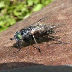 Dasybasis sp. (genus) at Jacka, ACT - 18 Oct 2020