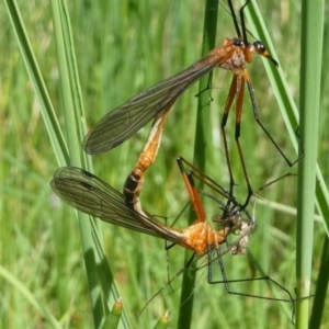 Harpobittacus australis at Jacka, ACT - 18 Oct 2020 12:17 PM