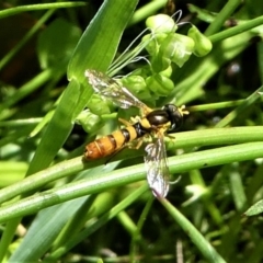 Sphaerophoria macrogaster (Hover Fly) at Jacka, ACT - 18 Oct 2020 by HarveyPerkins