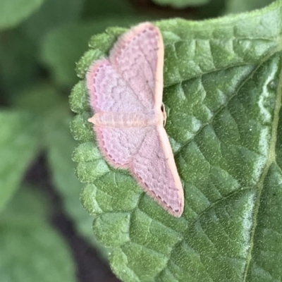 Idaea costaria (White-edged Wave) at Murrumbateman, NSW - 19 Feb 2021 by SimoneC