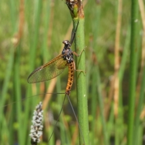 Ephemeroptera (order) at Jacka, ACT - 18 Oct 2020 12:51 PM