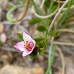 Boronia nana var. hyssopifolia at Yass River, NSW - 19 Feb 2021 by SenexRugosus