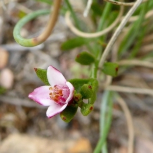 Boronia nana var. hyssopifolia at Yass River, NSW - 19 Feb 2021