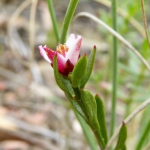 Boronia nana var. hyssopifolia at Yass River, NSW - 19 Feb 2021