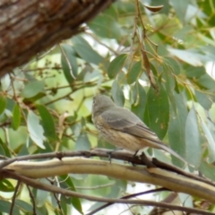 Pachycephala rufiventris (Rufous Whistler) at Rugosa - 18 Feb 2021 by SenexRugosus