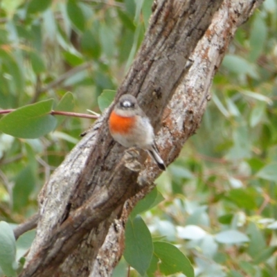 Petroica boodang (Scarlet Robin) at Yass River, NSW - 19 Feb 2021 by SenexRugosus