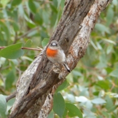 Petroica boodang (Scarlet Robin) at Yass River, NSW - 18 Feb 2021 by SenexRugosus
