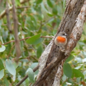 Petroica boodang at Yass River, NSW - 19 Feb 2021 10:23 AM