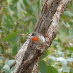 Petroica boodang at Yass River, NSW - 19 Feb 2021 10:23 AM