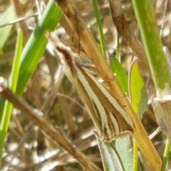 Hednota species near grammellus (Pyralid or snout moth) at Budjan Galindji (Franklin Grassland) Reserve - 19 Feb 2021 by trevorpreston