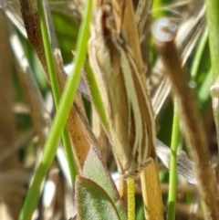 Hednota species near grammellus at Franklin, ACT - 19 Feb 2021