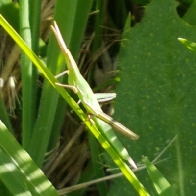 Acrida conica (Giant green slantface) at Franklin, ACT - 19 Feb 2021 by tpreston