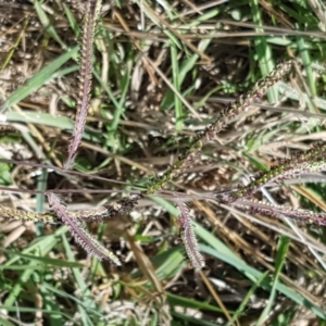 Paspalum dilatatum at Franklin, ACT - 19 Feb 2021 04:46 PM