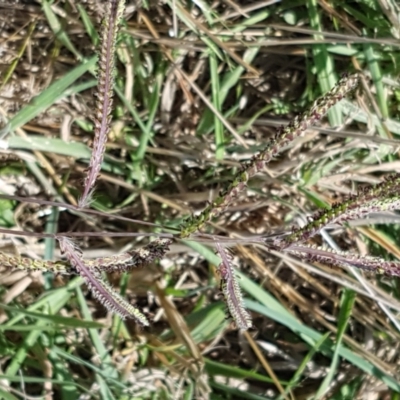 Paspalum dilatatum (Paspalum) at Franklin, ACT - 19 Feb 2021 by trevorpreston