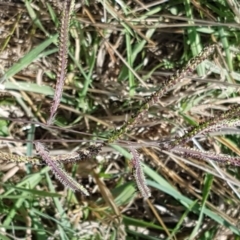 Paspalum dilatatum (Paspalum) at Franklin Grassland Reserve - 19 Feb 2021 by tpreston
