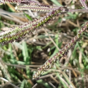 Paspalum dilatatum at Franklin, ACT - 19 Feb 2021