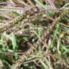 Paspalum dilatatum at Franklin, ACT - 19 Feb 2021