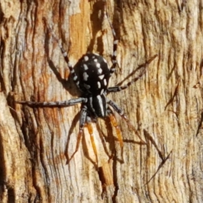 Nyssus coloripes (Spotted Ground Swift Spider) at Budjan Galindji (Franklin Grassland) Reserve - 19 Feb 2021 by tpreston