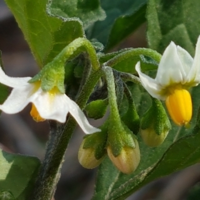 Solanum nigrum (Black Nightshade) at Budjan Galindji (Franklin Grassland) Reserve - 19 Feb 2021 by trevorpreston