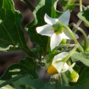 Solanum nigrum at Harrison, ACT - 19 Feb 2021