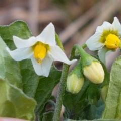 Solanum nigrum at Harrison, ACT - 19 Feb 2021