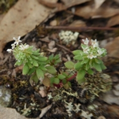 Poranthera microphylla (Small Poranthera) at Yass River, NSW - 19 Feb 2021 by SenexRugosus