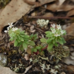 Poranthera microphylla (Small Poranthera) at Yass River, NSW - 18 Feb 2021 by SenexRugosus