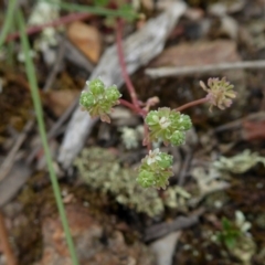 Poranthera microphylla at Yass River, NSW - 19 Feb 2021