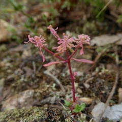 Poranthera microphylla at Yass River, NSW - 19 Feb 2021 10:33 AM