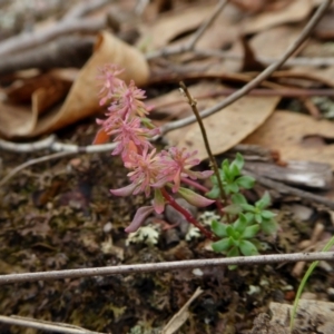 Poranthera microphylla at Yass River, NSW - 19 Feb 2021