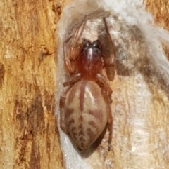 Clubiona sp. (genus) (Unidentified Stout Sac Spider) at Franklin, ACT - 19 Feb 2021 by tpreston