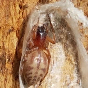 Clubiona sp. (genus) at Franklin, ACT - 19 Feb 2021