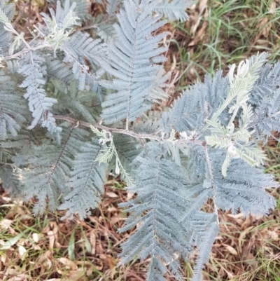 Acacia dealbata (Silver Wattle) at Franklin, ACT - 19 Feb 2021 by tpreston