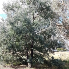 Acacia dealbata at Franklin, ACT - 19 Feb 2021 05:02 PM