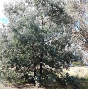 Acacia dealbata at Franklin, ACT - 19 Feb 2021