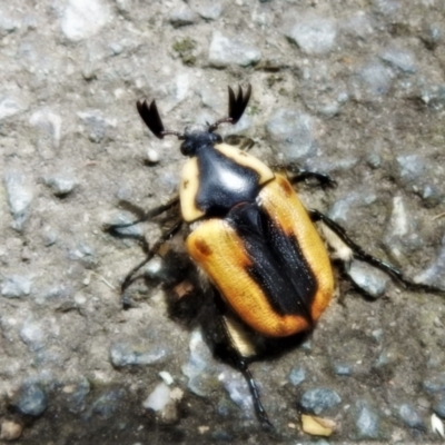 Chondropyga dorsalis (Cowboy beetle) at Tidbinbilla Nature Reserve - 17 Feb 2021 by JohnBundock
