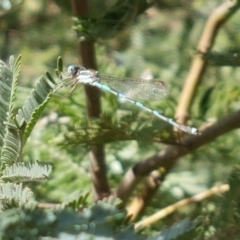 Austrolestes leda (Wandering Ringtail) at Franklin, ACT - 19 Feb 2021 by trevorpreston